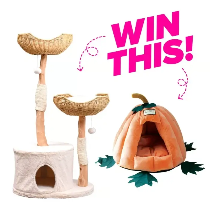 Win an Armarkat Amni Cat Tree